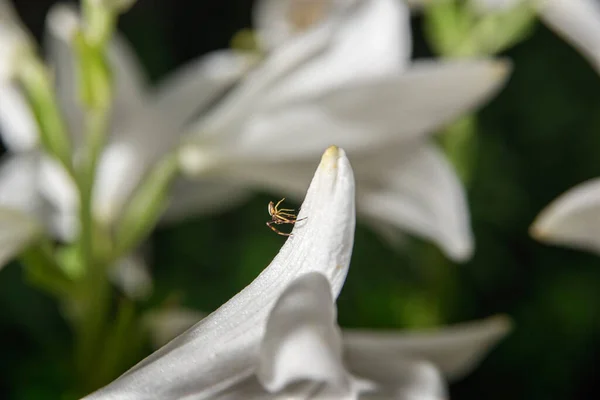 Flores Brancas Fundo Preto Com Insetos — Fotografia de Stock