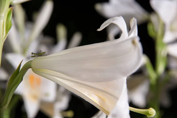 White Flowers Black Background Insects — Stock Photo, Image