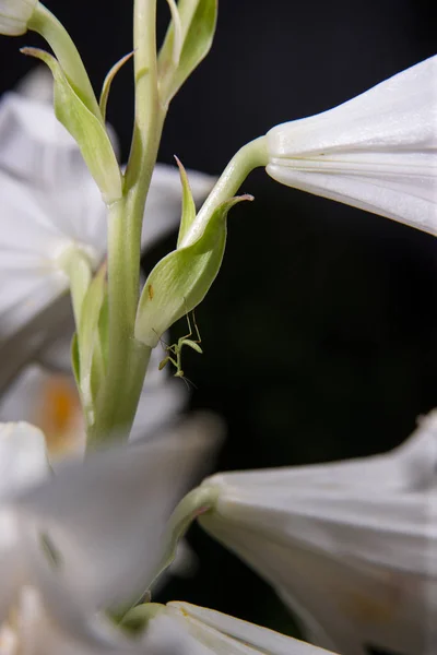 White Flowers Black Background Insects — Stock Photo, Image