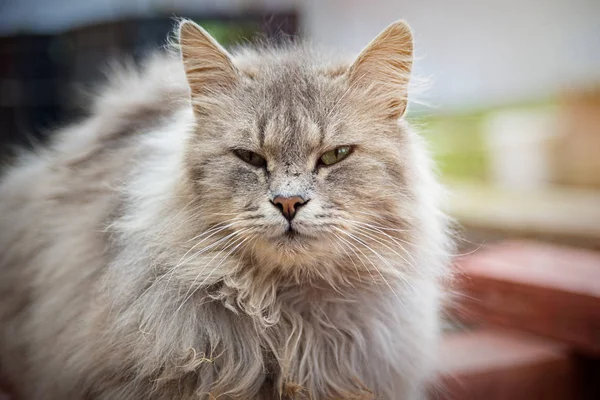 Rökig Persisk Katt Tittar Kameran — Stockfoto