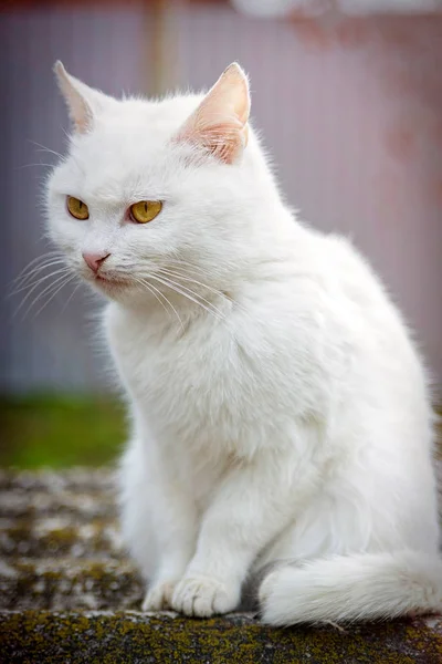 Vit Tamkatt Med Gula Ögon — Stockfoto