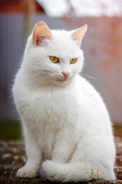 Vit Tamkatt Med Gula Ögon — Stockfoto