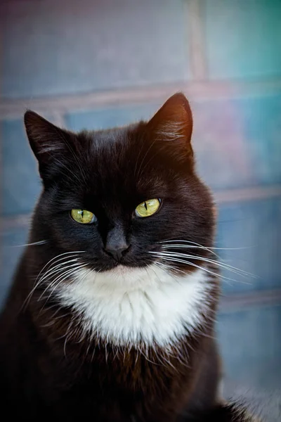 Svart Katt Med Gröna Ögon Tittar Kameran — Stockfoto