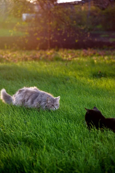 Tamkatter Vid Solnedgången Våren — Stockfoto