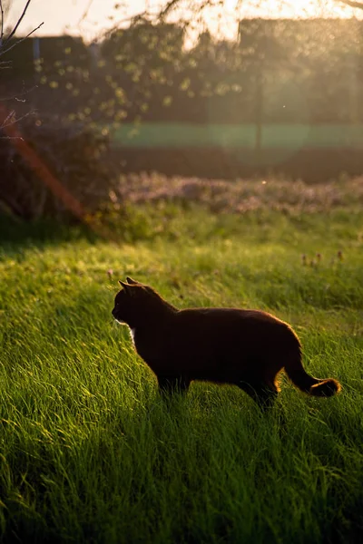 Tamkatter Vid Solnedgången Våren — Stockfoto