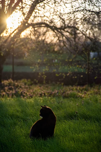 Tamkatter Vid Solnedgången Våren — Stockfoto