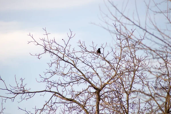 Oiseaux Dans Les Branches Contre Ciel Bleu — Photo