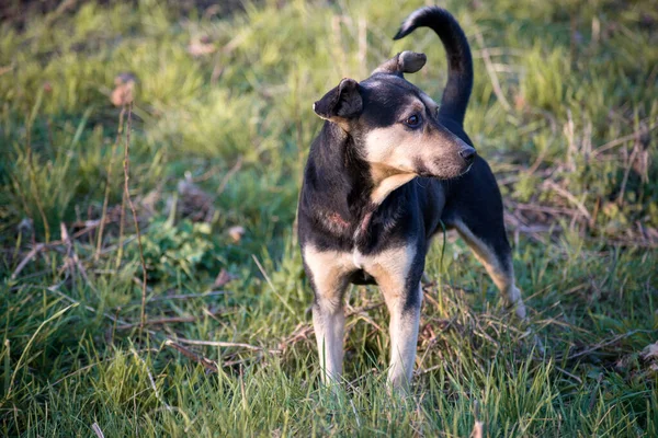 Wilde Hond Bewaakt Zijn Grondgebied — Stockfoto