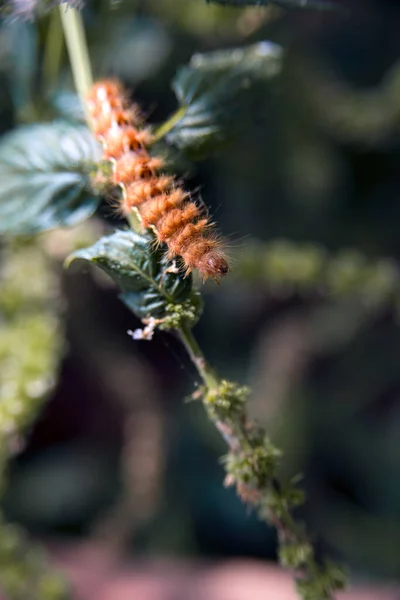 Chenille Pelucheuse Brune Sur Fond Bokeh — Photo