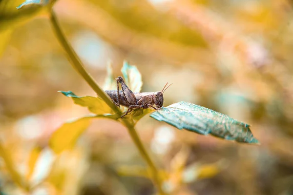 Sauterelle Brune Sur Une Tige Plante — Photo