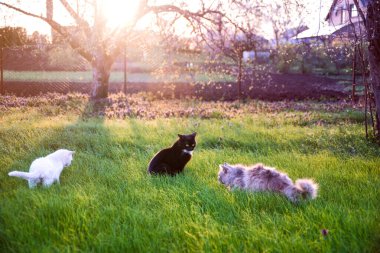 Yeşil çimlerin üzerinde evcil kediler