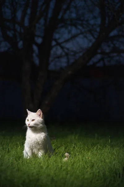 Huiskatten Een Achtergrond Van Groen Gras — Stockfoto