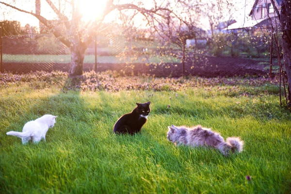 Koty Domowe Tle Zielonej Trawy — Zdjęcie stockowe