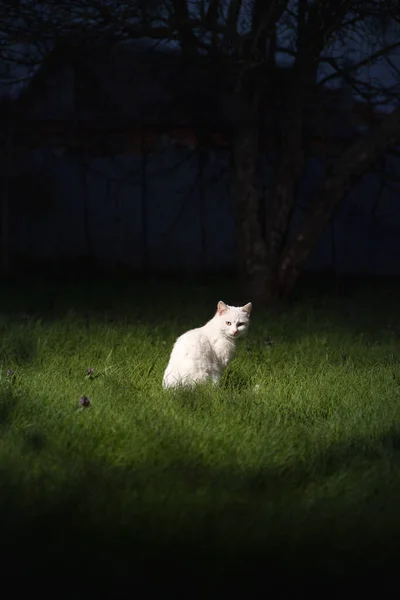 Tamkatter Bakgrund Grönt Gräs — Stockfoto