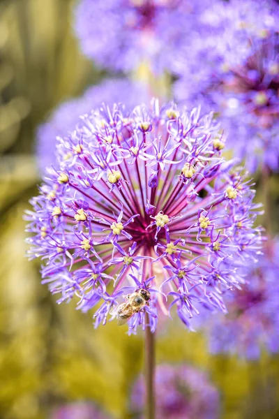 purple garlic flowers with bees
