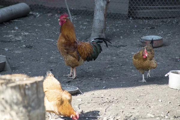 Aves Corral Por Tarde Comederos — Foto de Stock