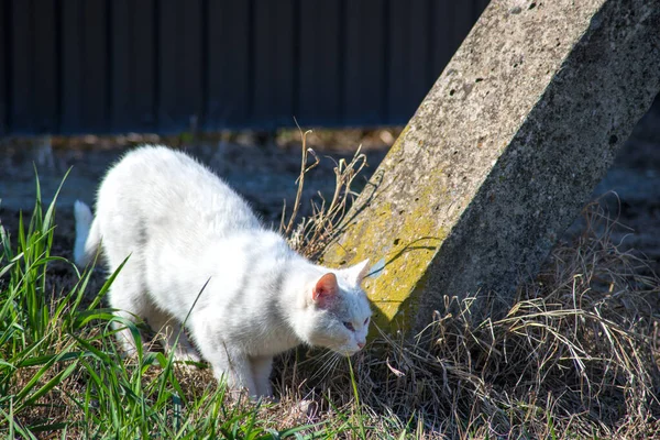 Street Cat Promenader Eftermiddagen — Stockfoto