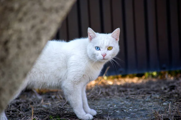 Street Cat Promenader Eftermiddagen — Stockfoto