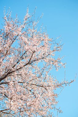 Mavi gökyüzünün arka planında çiçek açan bir ağacın dalları