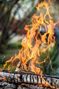 Bir ağacın yanan siyah kömürleri