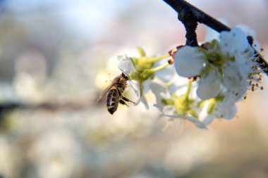 Arılarla açan bahar tomurcukları