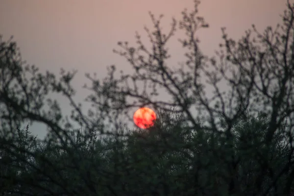 木の枝の日没時の赤い太陽 — ストック写真