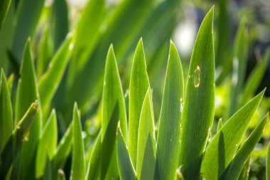 Güneşin aydınlattığı yeşil yapraklar