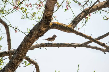 Küçük serçe yerde yiyor.