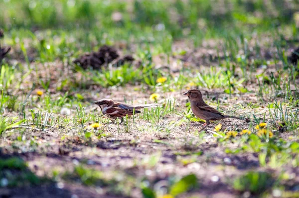 Liten Sparv Äter Marken — Stockfoto