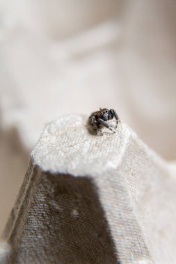 Büyük gözlü, küçük kıllı kazak örümceği.