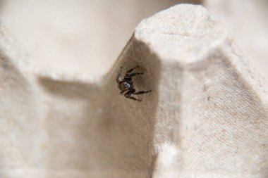 Büyük gözlü, küçük kıllı kazak örümceği.