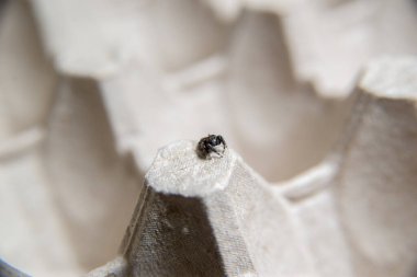 Büyük gözlü, küçük kıllı kazak örümceği.