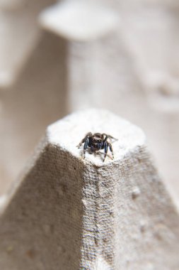 Büyük gözlü, küçük kıllı kazak örümceği.