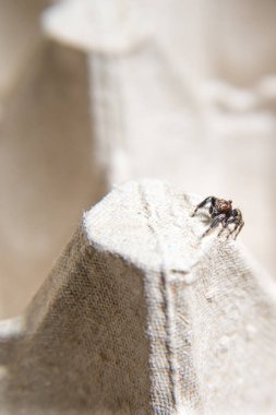 Büyük gözlü, küçük kıllı kazak örümceği.