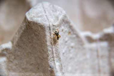 Büyük gözlü, küçük kıllı kazak örümceği.