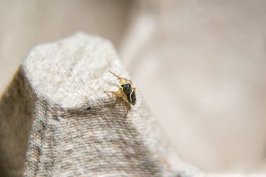 Büyük gözlü, küçük kıllı kazak örümceği.