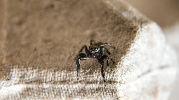 Pequena Aranha Jumper Peludo Com Grandes Olhos — Fotografia de Stock