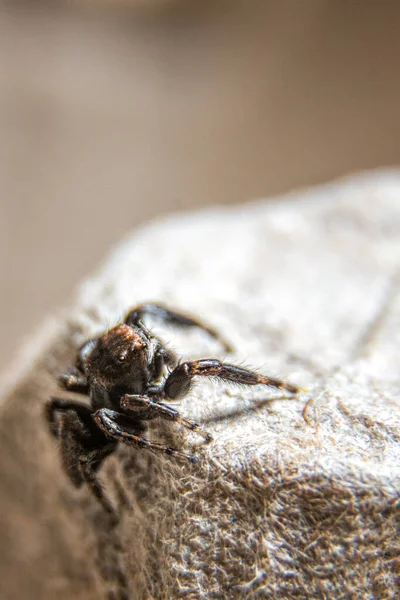 Μικρή Τριχωτή Αράχνη Άλτης Μεγάλα Μάτια — Φωτογραφία Αρχείου