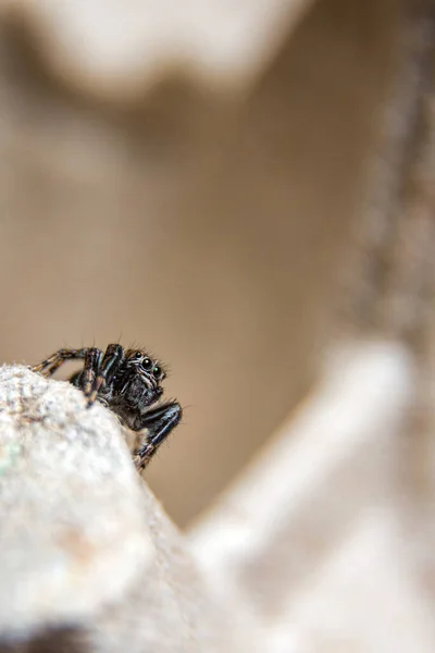 Liten Hårig Jumper Spindel Med Stora Ögon — Stockfoto