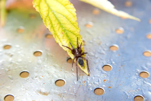 茶色のクモは緑の葉に座り — ストック写真