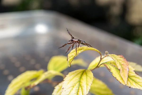 茶色のクモは緑の葉に座り — ストック写真