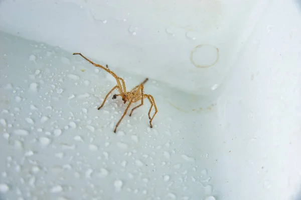 白い背景の茶色のクモ — ストック写真