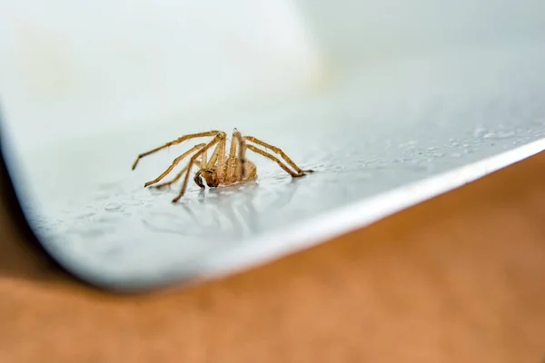 白い背景の茶色のクモ — ストック写真