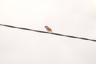 Yüksek gerilim kablolarındaki küçük serçeler