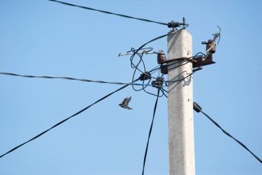 Yüksek gerilim kablolarındaki küçük serçeler