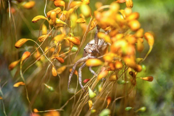 Caranguejo Aranha Grande Musgo Amarelo — Fotografia de Stock