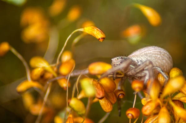 Caranguejo Aranha Grande Musgo Amarelo — Fotografia de Stock