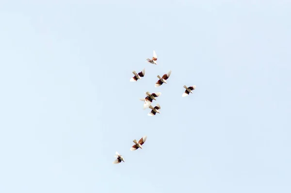 Groupe Pigeons Vole Dans Ciel — Photo