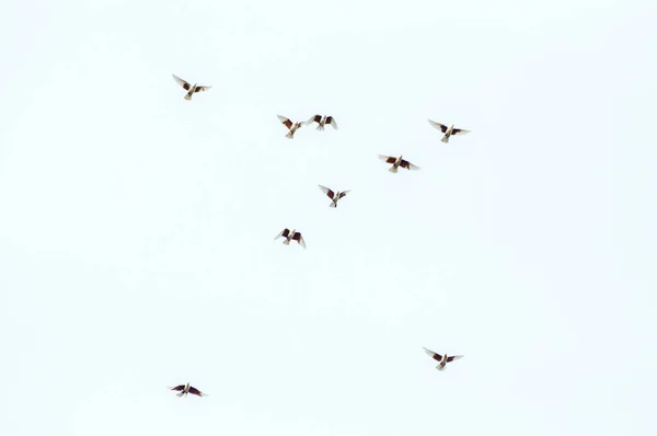 Eine Gruppe Tauben Fliegt Den Himmel — Stockfoto