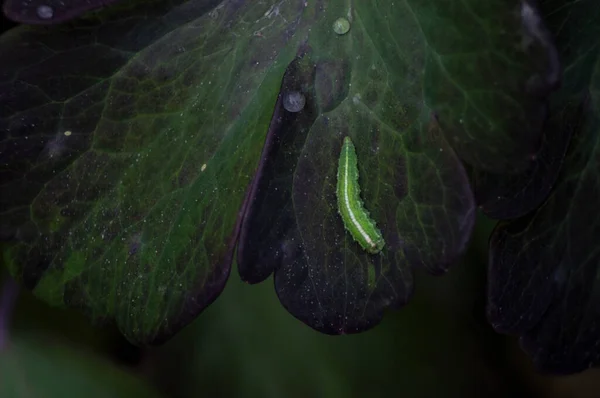 Small Green Caterpillar Wet Sheet — Stock Photo, Image